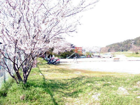 Sakura_nagano_koumin1_2